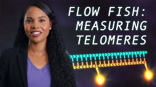 Techniques to measure telomere length [upl. by Moselle]