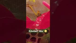 Perfect catch😁 Stagmatoptera femoralis mantide mantises mantis [upl. by Cece]