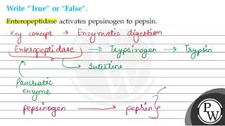 Write quotTruequot or quotFalsequot Enteropeptidase activates pepsinogen to pe [upl. by Flor]