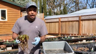 Dividing Sarracenia in Early Spring [upl. by Caine777]