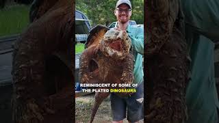 Alligator Snapping Turtle  The Prehistoric Turtle [upl. by Aihsenyt]