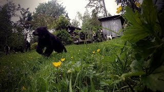 Watch the Karelian Bear Team in Action [upl. by Ru]