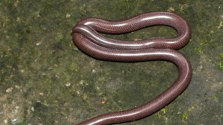 Indo typhlops braminus snake found in home [upl. by Jammie]