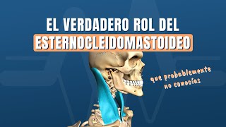 El verdadero rol del esternocleidomastoideo ECOM que probablemente no conocías [upl. by Shelba]