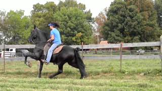 padded tennessee walking horse for sale [upl. by Onaicul]