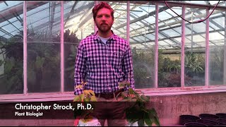 Sulfur Deficiency Symptoms in Plants [upl. by Engel162]