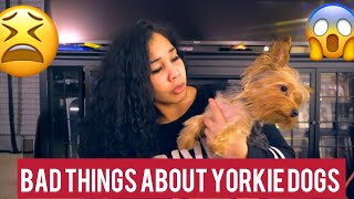 12 BAD THINGS ABOUT YORKIES  MUST WATCH [upl. by Arocat]