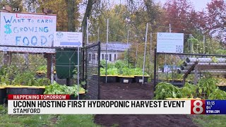 UConn students addressing food insecurity by growing hydroponic farm [upl. by Helse506]