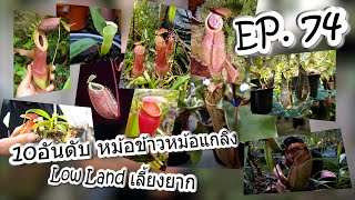 EP74 10อันดับ หม้อข้าวหม้อแกงลิงLowlandเลี้ยงยากTop10 Nepenthes lowland group very hard care [upl. by Ntsyrk]