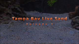 Reef Tank ReBuild With Tampa Bay Live Sand  Episode 1 [upl. by Mages105]