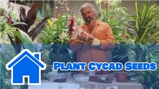 Gardening Help  How to Plant Cycad Seeds [upl. by Nocaed]