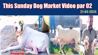 This Sunday 21042024 Video Part 02  outclass dogs  Pakistan Big Dog Market 2024  Etwar dog mand [upl. by Margaret]