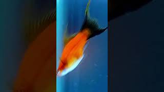 Fish🐬 birth in🐋 fish tank swordfish giving birth fish fishbreeding fishing [upl. by Niwrehs]