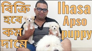 lhasa dogLhasa puppy lhasa apso puppy price in bd lhasa dog price in bangladeshলাসা কুকুরের দাম [upl. by Terryl]