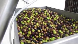 Frantoio olives going into the malaxer machine [upl. by Noyek]