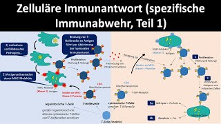 Zelluläre Immunantwort spezifische Immunabwehr Teil 1  Biologie Oberstufe [upl. by Asecnarf]