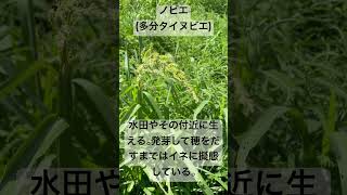 タイヌビエ ノビエ 植物 擬態 Echinochloaoryzoides 生存戦略 [upl. by Critchfield]