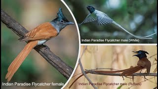 Indian Paradise Flycatcher Breeding Habitat in 4K  Indian Birds  TRIPEPS [upl. by Tyree]