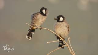 8 بلبل ابيض الخدين  بلبل Whiteeared Bulbul [upl. by Aisayn]