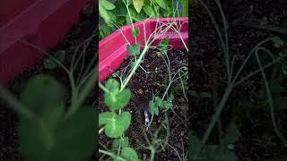 I have planted pisum sativum pea in a big container [upl. by Anilasor]