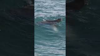 Shorts A Pair Of Endangered Hawaiian Monk Seals Playing In The Surf Off Maui Hawaii [upl. by Geiss]