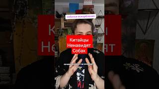 КИТАЙЦЫ НЕНАВИДЯТ СОБАК [upl. by Reddin]