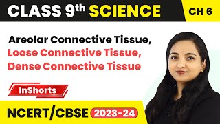 Connective Tissue Areolar Connective Tissue Loose Dense  Connective Tissue  Class 9 Biology [upl. by Yornek]