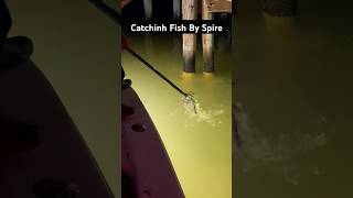 Catching fish by spire fishinglife fishtank fisherman fishvideo river aquarium catfish fish [upl. by Sikram]