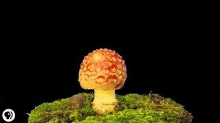 Plants Use An Internet Made of Fungus [upl. by Imoan243]