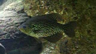 Crappie Fish at the Shedd Aquarium [upl. by Harifaz60]