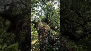 Inside a Live Oak treeclimbing [upl. by Hamrah]