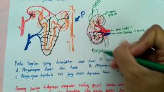 Ginjal nefron tubulus dan penyakit ginjal serta penjelasannya [upl. by Ellenij]