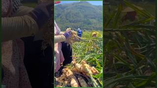 Ginger planting Ginger planting tips Ginger planting technology ginger cutting skills foryou [upl. by Lynnett]