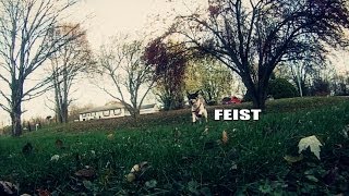 Feist The Story of the American Rat Terrier [upl. by Cynthie]