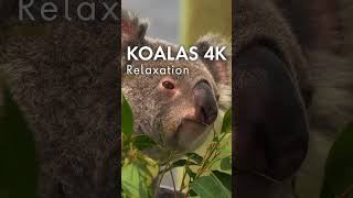 KOALAS 4K Relaxation Music For Stress Relief [upl. by Ogires]