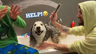 The Funniest Attempt At Bathing My Husky With My Kids Help ENDED WITH WATER FIGHT LOL [upl. by Anerres]