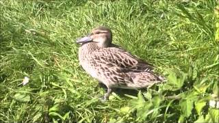 Garganey 2 [upl. by Etnemelc]