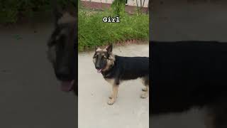 Jo tum mere ho love you yaar jaat gsd dog lover pyar funny trending troll viral shorts [upl. by Rimidalg]