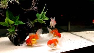 Red Cap Oranda eating Frozen Bloodworms [upl. by Ahsik]