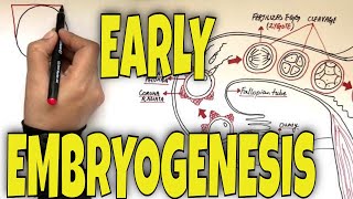 What is Fertilization Gastrulation and Neurulation  Overview [upl. by Nivonod]