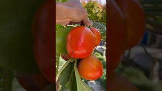 Hashiya persimmon [upl. by Daahsar]