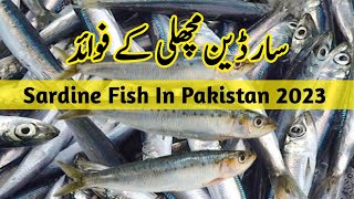 Sardine Fish Benefits in urdu and Hindi  Sardine Fish in Pakistan [upl. by Iana822]