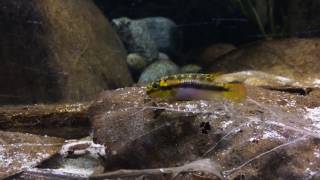 Pelvicachromis subocellatus quotMatadiquot [upl. by Ajup603]