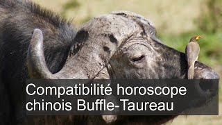 Taureau et Taureau Bœuf  Compatibilité en Amour et en Relations pour Hommes et Femmes [upl. by Karolyn]