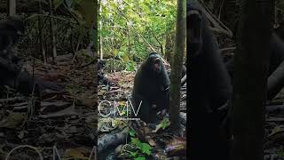 Being so close to YakiSulawesi Black Monkey Macaca nigra [upl. by Thagard780]