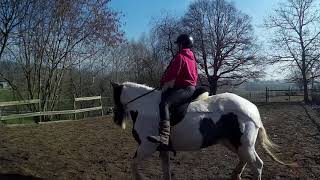 BITLESS dressage training with my Irish Cob mare Groundwork  riding bareback [upl. by Alekin931]