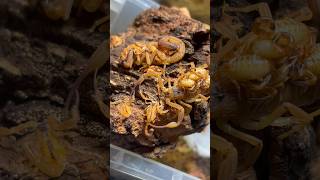 Baby Tityus stigmurus Scorpions [upl. by Niawtna383]