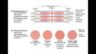 Chapter 93 Muscle Fiber Microanatomy BIO201 [upl. by Anson]