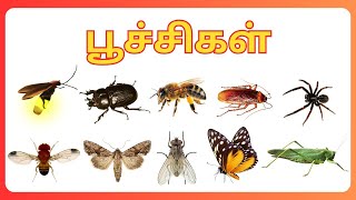 பூச்சிகளின் பெயர்கள்  poochigal peyar  பூச்சிகள் [upl. by Weyermann595]