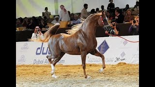 SPARTACUS TO  Qatar  International Arabian Horse Show 2016 [upl. by Inad]